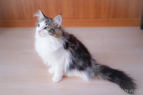成約済の愛知県のノルウェージャンフォレストキャット-101457の2枚目